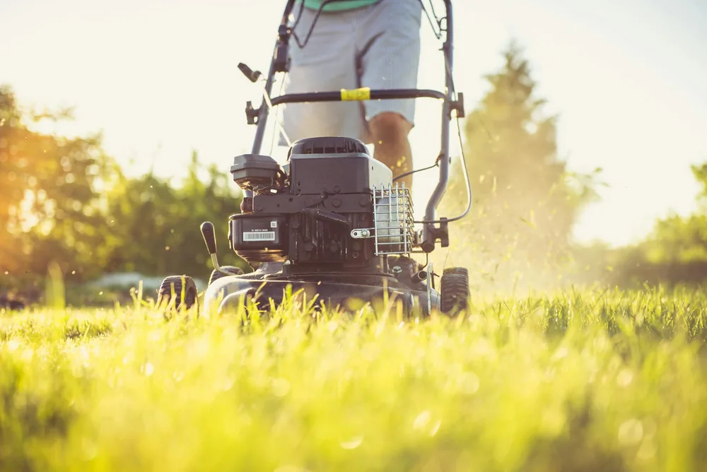 Freshly mowed, healthy green lawn